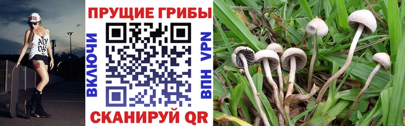 Галлюциногенные грибы Psilocybe  Борзя 